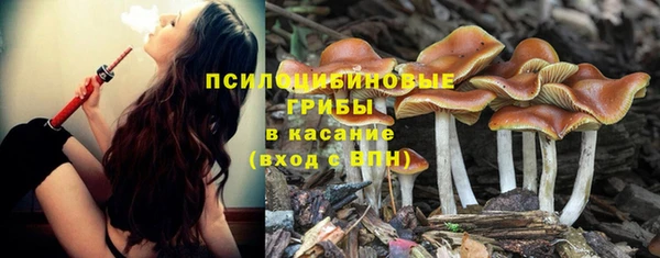 прущие грибы Нефтекумск