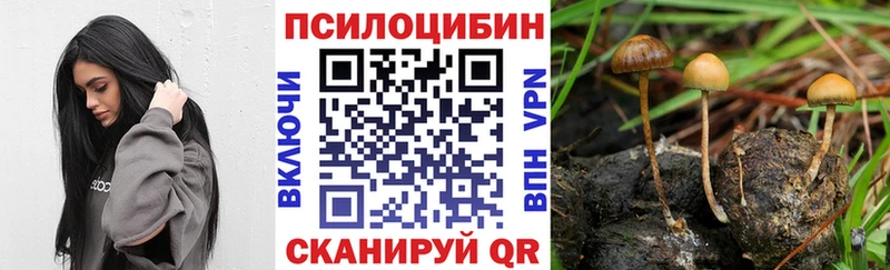 где купить наркоту  Ярославль  blacksprut рабочий сайт  Галлюциногенные грибы Psilocybe 